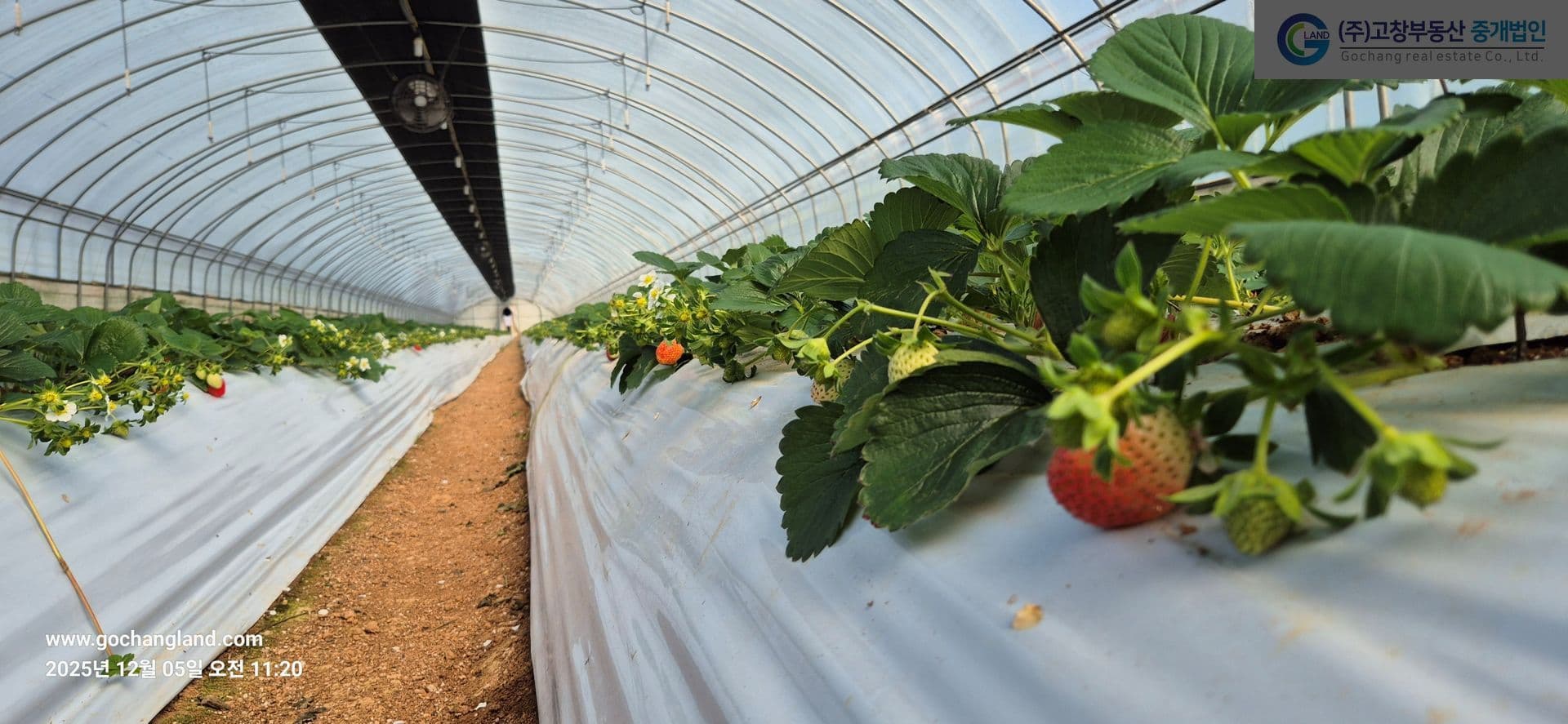 고창군 고수면 우평리에 위치한 딸기농장 (특작용 비닐하우스)