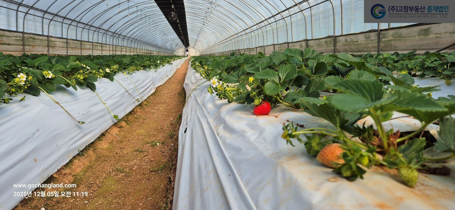 고창군 고수면 우평리에 위치한 딸기농장 (특작용 비닐하우스) 2