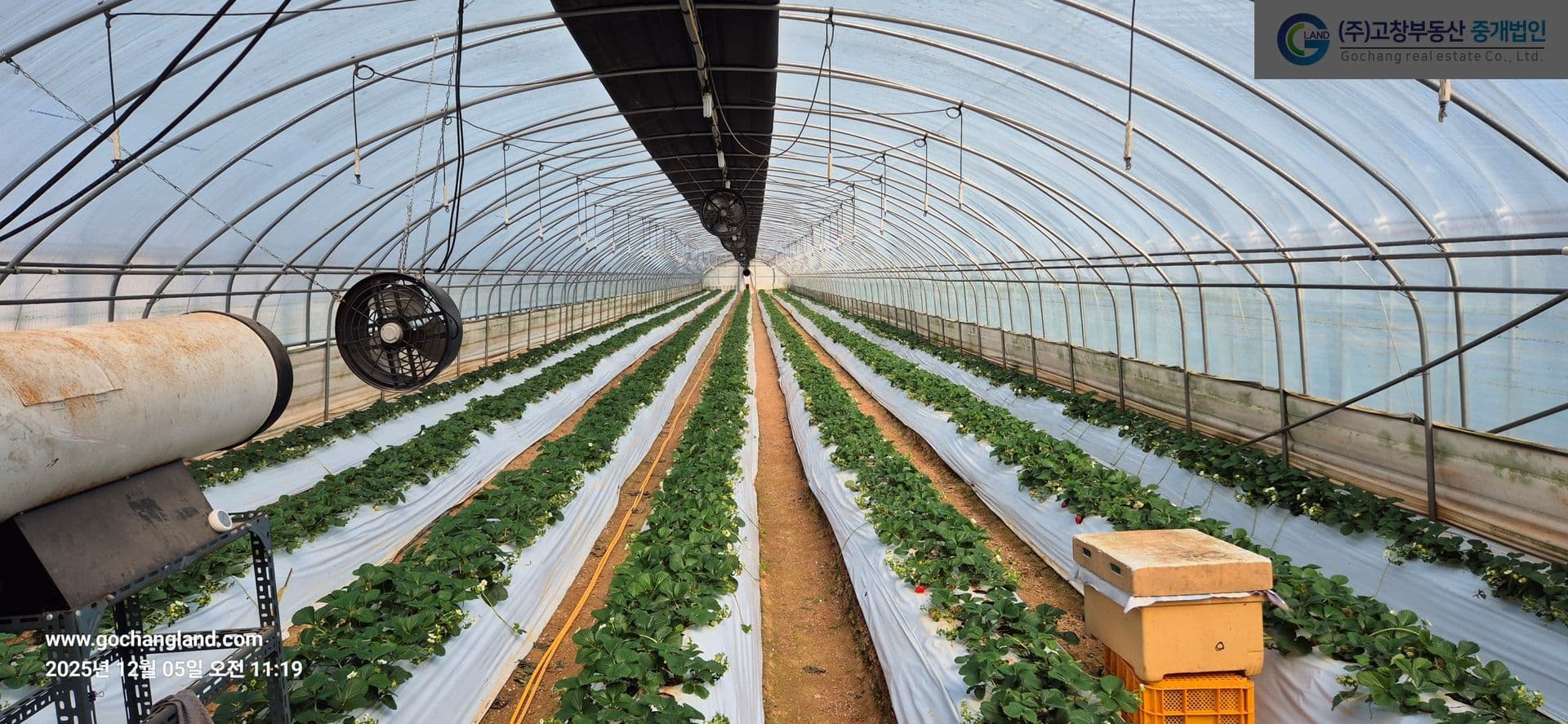 고창군 고수면 우평리에 위치한 딸기농장 (특작용 비닐하우스) 3