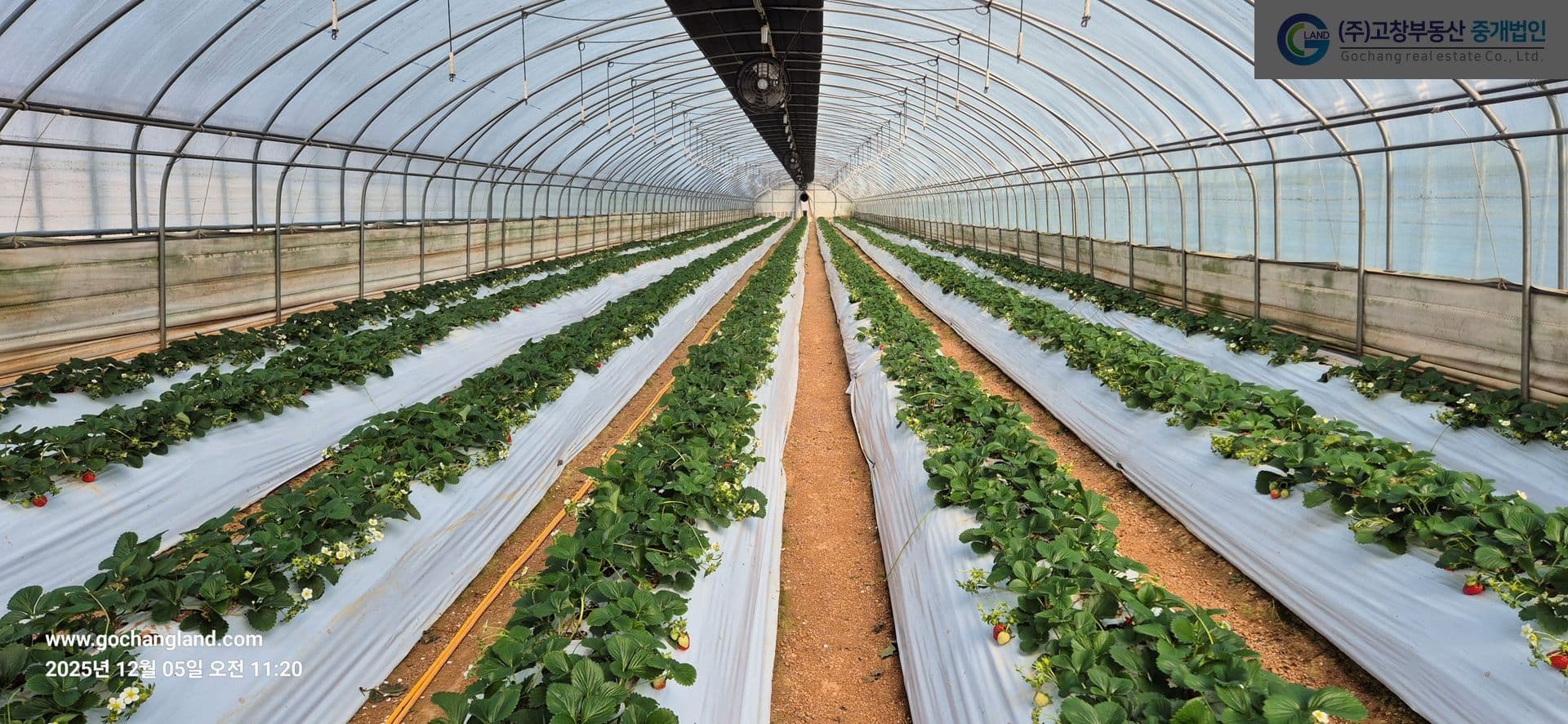 고창군 고수면 우평리에 위치한 딸기농장 (특작용 비닐하우스) 4