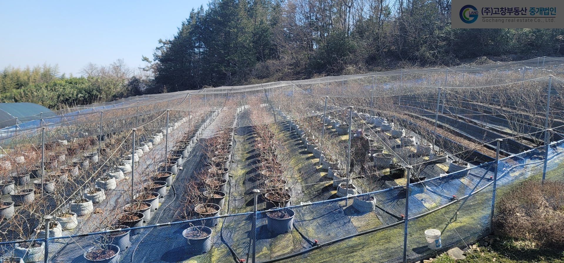 고창군 공음면 신대리 다소 외딴곳에 위치한 블루베리 농장 4